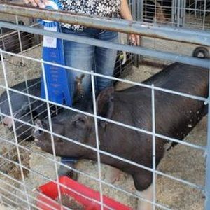 Meet your Posher, Kori